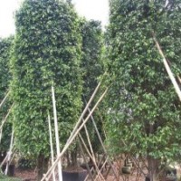 垂葉榕柱價格-垂葉榕柱苗木價格-垂葉榕柱苗木批發價格