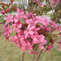 北美海棠、西府海棠、王族海棠、紅寶石海棠等