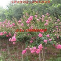 2-20公分紫薇、紫葉李、紅葉李、香樟、大葉女貞、烏桕、廣玉蘭、