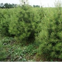 供應1.5米以上優質白皮松