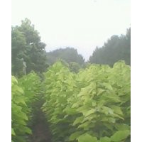 楸樹，梓樹小苗，欒樹，大葉女貞