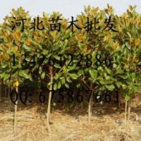香樟批發 河北香樟批發