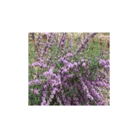 八仙花、紫花醉魚木、紫珠，糯米條