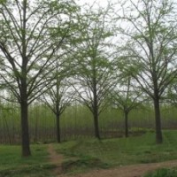 20公分銀杏價格