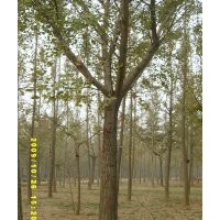 20-25公分銀杏價格