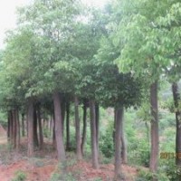 湖北宜昌三峽鑫林苗圃低價(jià)供應(yīng)8公分以上全冠、移植香樟