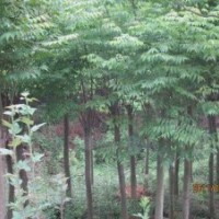 湖北宜昌三峽鑫林苗圃低價(jià)供應(yīng)8公分以上全冠、移植欒樹