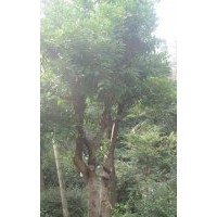供應大規格皂角、三角楓、樸樹、木瓜、枸骨、香櫞等