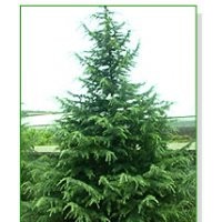 誠交天下朋友－南京泉江苗圃場常年低價銷售雪松