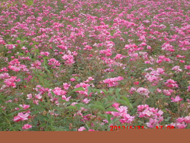 供應(yīng)：月季，豐花月季，紅帽月季，品種月季，薔薇，連翹
