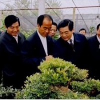 紅梅、臘梅、多分枝臘梅、美人梅、榆葉梅