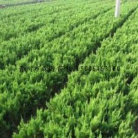 供應各種規格龍柏 一年龍柏苗 成品龍柏 各規格龍柏