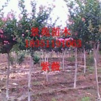 紫薇價(jià)格報(bào)價(jià)