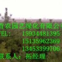 供應優(yōu)質側柏.白皮松.油松