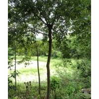 供應(yīng)木荷，安徽供應(yīng)木荷，2-15公分木荷大量供應(yīng)