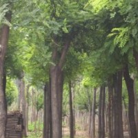 火炬苗火炬樹苗山西火炬苗火炬小苗價格