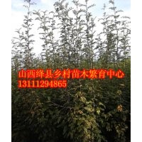 側柏 側柏苗 白臘苗 五角楓苗 核桃苗 蘋果樹 桃樹價格