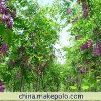 河北香花槐 保定香花槐 香花槐小苗 大規格香花槐