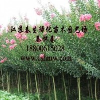 供：大葉女貞，紫薇，紅葉李，垂柳，垂槐，櫻花，沙地