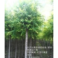 農戶苗圃金葉榆
