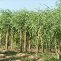 陜西米徑15公分的旱柳價格隨州18公分饅頭柳價格