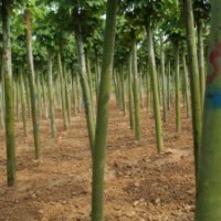 國槐 山東國槐 國槐基地