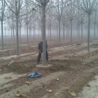 山東速生國槐基地