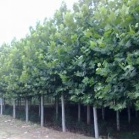 國槐 山東國槐 國槐基地 國槐價格