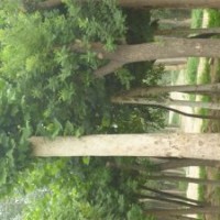 國槐 8-40公分國槐基地