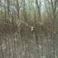 苗木國槐，龍爪槐，紫穗槐，垂柳，竹柳，金絲柳，白皮松，油松