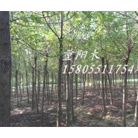 供應(yīng)5公分國槐，6公分國槐，8公分國槐，10公分國槐