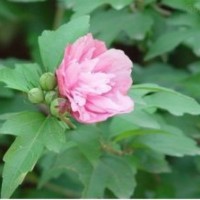大量供應米徑2-3CM木槿