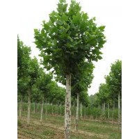 20公分國槐