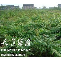 欒樹,欒樹價格—常德天益欒樹基地