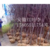 安徽合肥館驛苗木場常年出售2-15公分紅葉李（紫葉李）