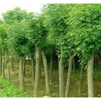 苗圃直銷全紅楊種條，速生楊，紅葉楊