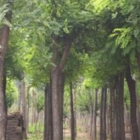 供應： 大葉黃楊 紫荊、紫薇、木槿、櫻花、國槐、垂槐、等等