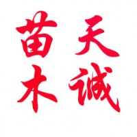 魯蠟5號小苗悶子 品質優于園蠟2號的速生白蠟新品