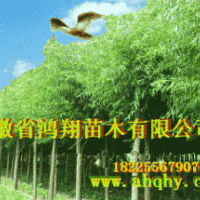 美國竹柳小苗扦插段2公分3公分6公分8公分美國竹柳價格