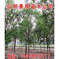 供應速生白蠟半成品，成品苗等抗鹽堿綠化苗木