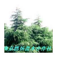 南京悠揚苗木合作社雪松廣玉蘭，蜀檜垂柳，紫薇香樟，女貞無患子