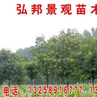 山東國槐 東營國槐 國槐批發 國槐工程苗 國槐供應 國槐基地 國槐