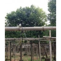 福建天竺桂，泉州天竺桂，天竺桂，天竺桂小苗