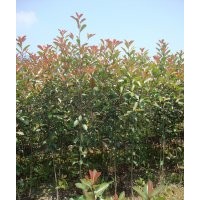 福建紅葉石楠，紅葉石楠小苗，高桿紅葉石楠，泉州紅葉石楠