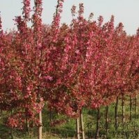 大量供應2-18cm北美海棠工程用苗??！