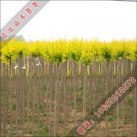 泓遠綠化苗木基地出售成活率高的高接金葉榆小苗