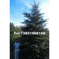 誠信供應【雪松】廣玉蘭 蜀檜 女真 紅葉石楠球等多種綠化苗木