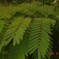 供應(yīng)合歡、重陽木、櫻花