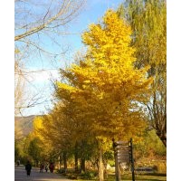 長期供應(yīng)2—50公分銀杏樹，嫁接樹。另供國槐，垂柳，石榴，臭椿