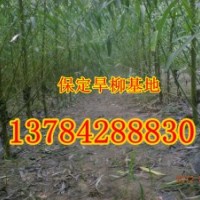 8公分速生柳價格